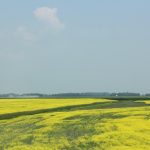 Canola