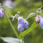 Autre fleur violette