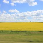 Champ de canola