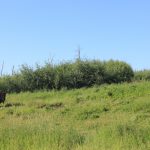 Bison VS Coyote