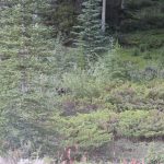 Dans notre série "Cherchez l'ours"....