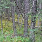 Promenons-nous, dans les bois