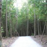Le chemin de "randonnée"