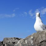 L'autre mouette